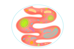 肠健康，常健康