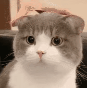 微信图片_20230914150211_4.gif