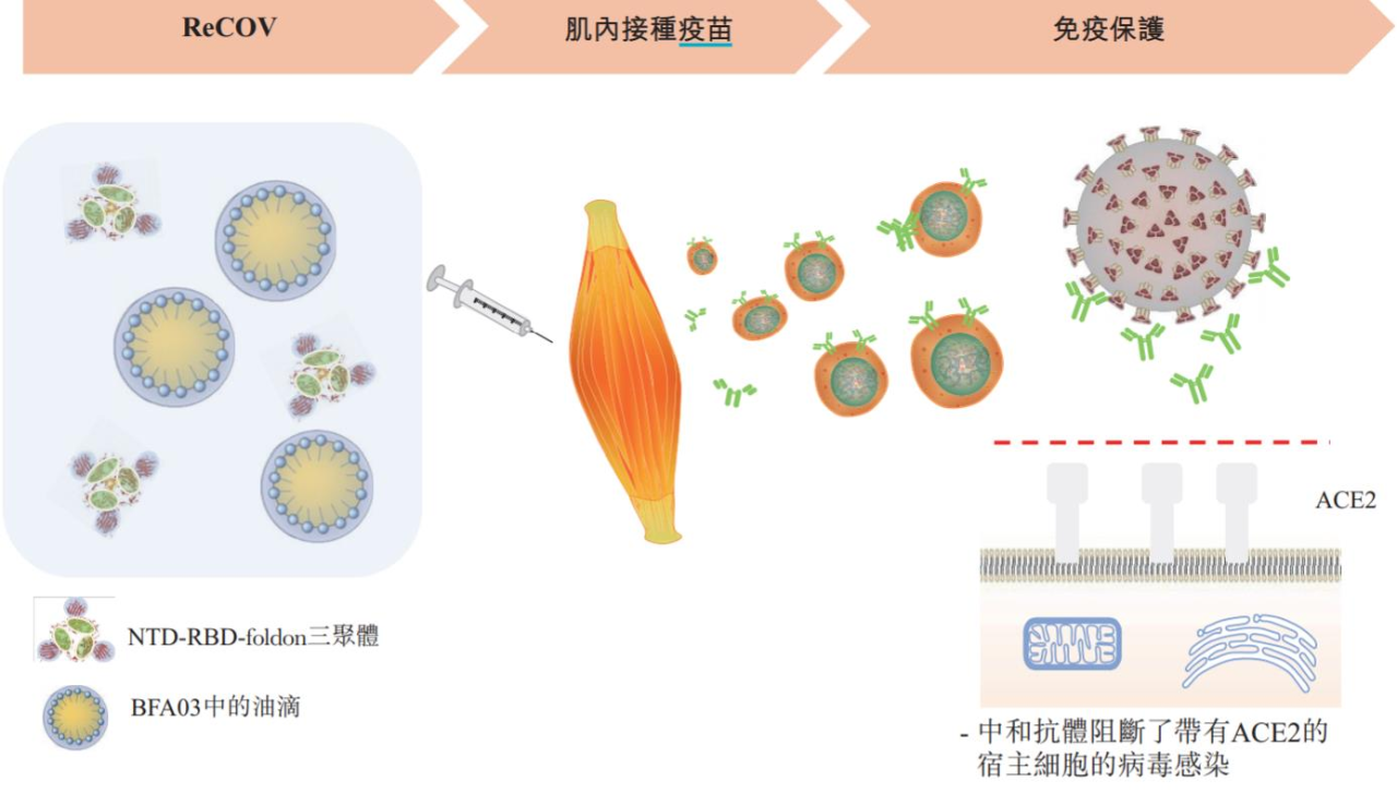 疫苗脱颖而出的秘密武器——国产新型疫苗佐剂